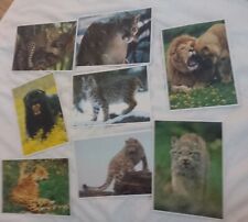 National Geographic World Cat Series Cards Lot of 8 picture
