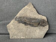 Rare Fossil Fish Specimen Complete, Durham, UK. Palaeoniscus Species, Permian. picture
