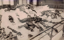 Brussels Natural Museum, dinosaur skeletons, Belgium, old postcard picture