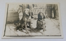 RPPC Two Young Coonhounds or Hound Dogs Ready for the Hunt & Glory of the Chase picture