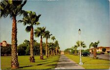 Vtg Palm Trees found in South Texas TX Scenic View 1950s Postcard picture