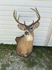 10 Point Buck picture