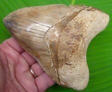 MEGALODON SHARK TOOTH - XL 5 & 1/4 in. PATHOLOGICAL - SERRATED - INDONESIAN  picture