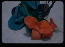 c1950 Orange Cana Lily Flower Sandals Okinawa Japan Red Border 33mm Side Trans picture