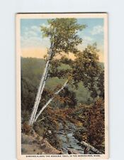 Postcard Birches along Mohawk Trail Berkshires Massachusetts USA picture