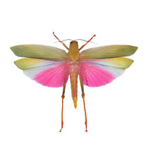 Lophacris cristata real pink grasshopper MOUNTED WINGS SPREAD PINNED Peru picture