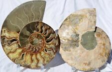 Cut Split PAIR Ammonite Deep Crystal Cavity 110myo Fossil 239mm XXXL 9.4