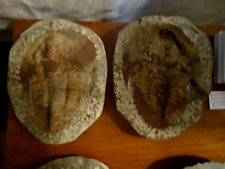HUGE 7.5'' 500 MILLION YEAR OLD DOUBLE FOSSIL POSITIVE/NEGATIVE PAIR TRILOBITE picture