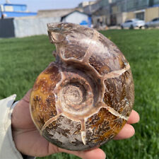 0.85kg Natural Ammonite Fossil Reiki Crystal Specimen Mineral Decor Crystal Gift picture