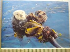 Postcard Young Sea Otter North American Wildlife picture