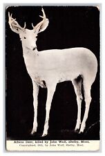 Albino Deer Taxidermy Killed By John Wolf Shelby Montana MT UNP DB Postcard R28 picture