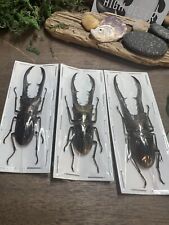 Real Metallic Stag Beetle Cyclommatus metallifer finae Indonesia Spread A1 picture