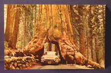 Vintage Wawona Tree Post Card From Yosemite National Park, California A1 picture