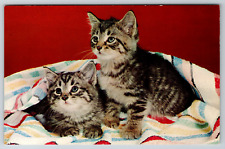 c1960s Kittens Gray Brown Cute Cats Vintage Postcard picture