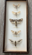 Taxidermy Hawk-Moths Deaths Head, Lime, Elephant, Privet, Eyed Framed picture