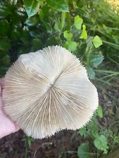 Genuine Natural White Mushroom Coral Seashell /Ocean Beach Decor picture