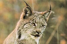 Canada Lynx Animal Vintage Continental Postcard Unposted picture