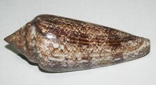 97 mm LARGE DARK RARE Conus Gloriamaris Cone Seashell From Labuan Bajo Island picture