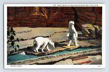 Postcard Colorado Denver CO Polar Bear Zoo City Park 1940s Unposted Linen picture