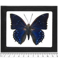 Charaxes numenes REAL FRAMED BUTTERFLY BLUE AFRICA picture