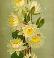 1880s-90s Water Lily Victorian Greeting Card Unused 7 x 4