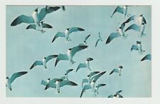 The Outer Banks Of North Carolina NC Seagulls Chrome Postcard picture
