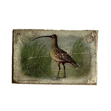 Victorian Era Advertising Trade Card Arm Hammer Church Co Curlew 25 Bird Series picture