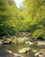 Mountain Stream Smokey Mountains Large Format 4X5 Color Negative Jerry Sims picture