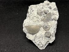 Gorgeous Pyritized Brachiopod from Indiana. Fossil Trilobite Crinoid picture