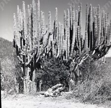 a18 Original Negative 1974 Acapulco Mexico Candelabra Cactus 016a picture
