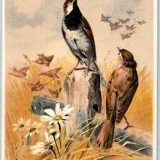 c1880s Autumn Sparrow Birds Clark's Mile End Spool Cotton Trade Card Cute C11 picture