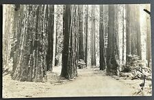 Highway Through Redwoods. California RPPC Real Photo Postcard. Vintage. picture