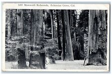 1924 Mammoth Redwoods Forest Bohemian Grove California Vintage Antique Postcard picture