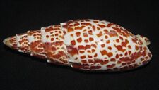 97 mm LARGE Miter Papalis Seashell Great Pattern Deep Water Combine Ship picture
