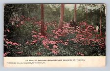 VA-Virginia, Acre Of Flowers, Rhododendron, Antique, Vintage c1910 Postcard picture