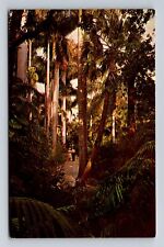 Sarasota FL-Florida, Jungle Trail And Royal Palms, Antique, Vintage Postcard picture