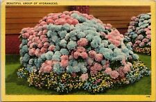 Beautiful Group of Hydrangeas Linen Postcard Flowers picture