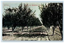 c1910's Orchard Near Tree Lined View Montrose Colorado CO Antique Postcard picture