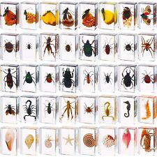 40 Pcs Insect in Resin Specimen Bugs Collection Paperweights Real Bugs in Res... picture