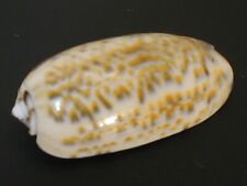 Amazing Pattern...OLIVA TRICOLOR~47.3mm~Indonesia SEASHELL picture