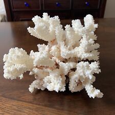 Stunning Beautiful Very Large Piece of Natural Sea Coral White And Tan picture