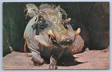 SAN ANTONIO TEXAS TX Zoo and Aquarium Wart Hog Southern Tropical Africa Postcard picture