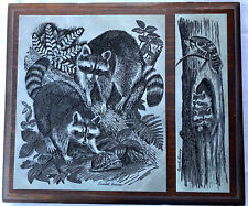 Vintage Raccoons Turtle  Etching Russell Hoover Phillip Scott Studios Etched Art picture