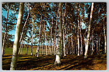 c1960s White Birches Lend Picturesque Grace VT Golf Course Vintage Postcard picture