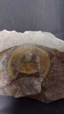 Moroccan trilobite Declivolithus Body length about 32mm picture