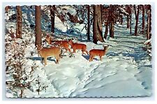 Postcard Deer in the Deep Woods, Winter Maine NH VT unposted A15 picture