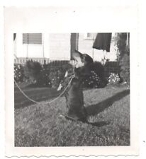 Dachshund Wiener Dog Trick Out of Frame Unusual Vintage Snapshot Photo picture