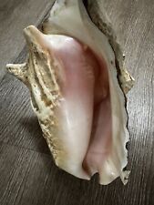 Huge Giant Conch 9” Plus Pink inside From Bahamas Vintage picture