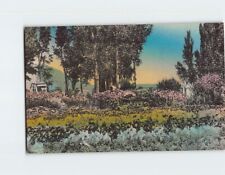Postcard Flower Garden Schoer's Ranch Clover Valley Nevada USA picture