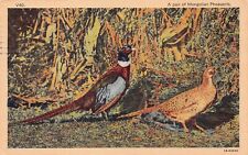 Mongolian Pheasants Birds Pair Courting Couple Hunting Wisconsin Vtg Postcard V3 picture